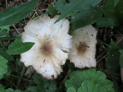 Marasmius nigrodiscus