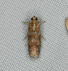 Sciota rubrisparsella