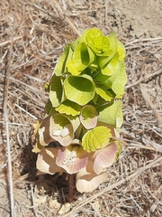 Moluccella