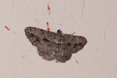 Psilalcis isombra