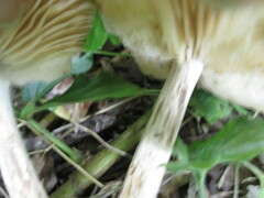 Marasmius nigrodiscus