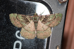 Aeolochroma turneri