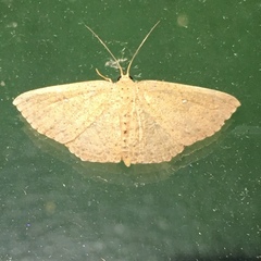Cyclophora myrtaria