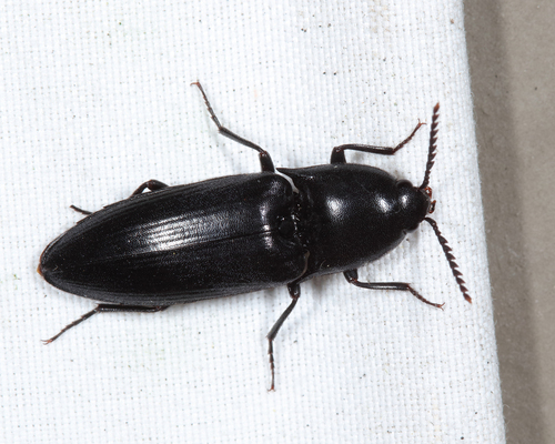 Elater abruptus Say, 1825