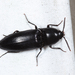 Abrupt Click Beetle - Photo (c) Tom Murray, some rights reserved (CC BY-NC), uploaded by Tom Murray