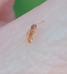 Temnothorax schaumii