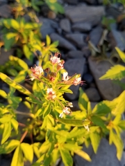 Polanisia dodecandra dodecandra