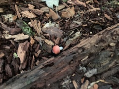 Russula