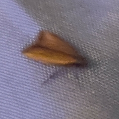 Dichomeris heriguronis