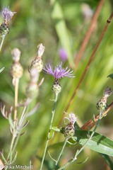 Centaurea