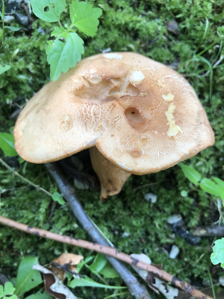 Gyroporus sp. 'castaneus-IN06'