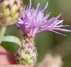Centaurea