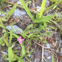 Centaurium pulchellum