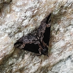 Hypena abalienalis