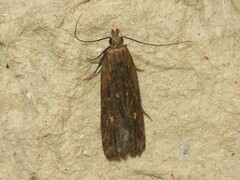 Dichomeris juncidella