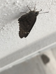 Cogia hippalus peninsularis