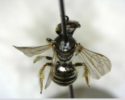 iNaturalist observation photo of Tripartite Sweat Bee