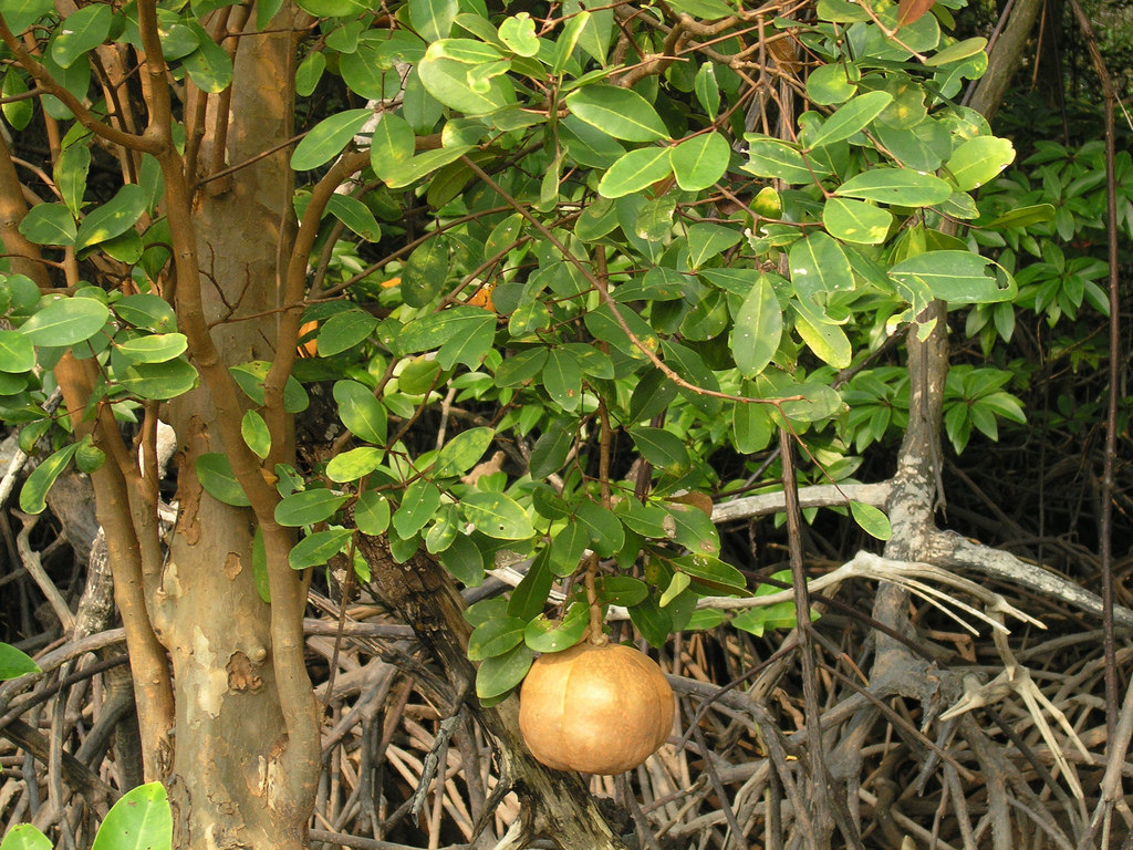 Xylocarpus