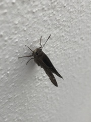 Cogia hippalus peninsularis