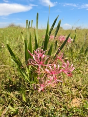 Nerine laticoma