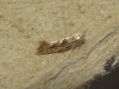 Phyllonorycter propinquinella