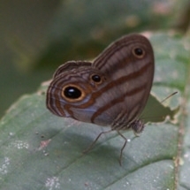 Chloreuptychia hewitsonii