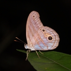 Chloreuptychia amethysta