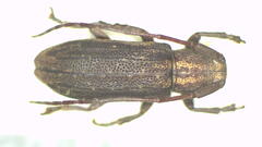 Ropica servilis