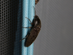 Hemicrepidius nemnonius