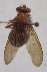 Ptilomyia