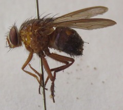 Ptilomyia