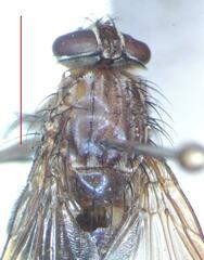 Ptilomyia