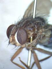 Ptilomyia