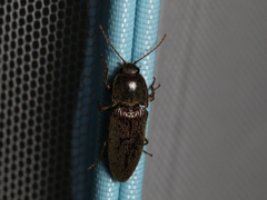 Hemicrepidius nemnonius