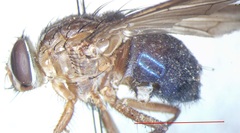 Ptilomyia