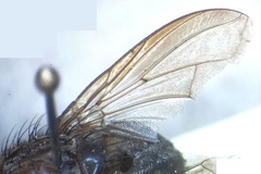 Ptilomyia