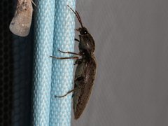 Hemicrepidius nemnonius