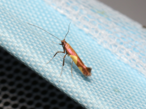 Maple Caloptilia Moth photo 5