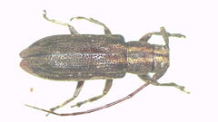 Ropica servilis