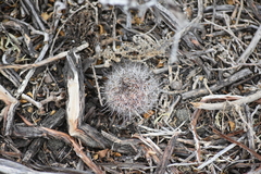 Mammillaria hutchisoniana