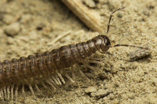 Tynommatidae