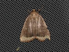 Amphipyra glabella