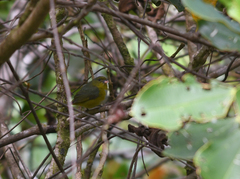 Euphonia chrysopasta