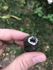 Xylaria polymorpha