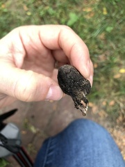 Xylaria polymorpha