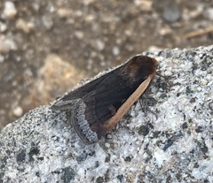 Abagrotis bimarginalis