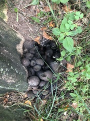 Xylaria polymorpha