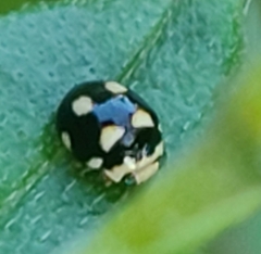 Brachiacantha decempustulata