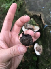 Xylaria polymorpha