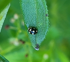 Brachiacantha decempustulata